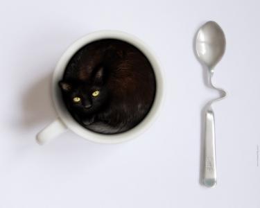 猫咖啡杯子高清壁纸