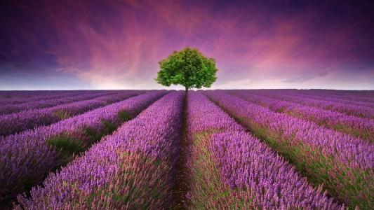美丽的薰衣草田地，紫色的花朵，孤独的树壁纸