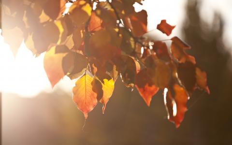 叶子温暖的秋天高清壁纸