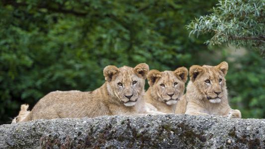 三只狮子休息，动物摄影壁纸