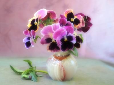家用鲜花装饰，紫罗兰壁纸的圆形花瓶