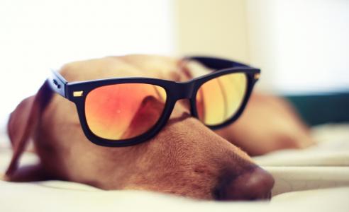 狗，眼镜，睡觉壁纸