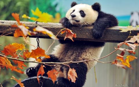 可爱的熊猫攀登壁纸