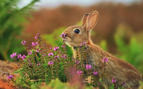 动物特写，野兔，鲜花，草壁纸