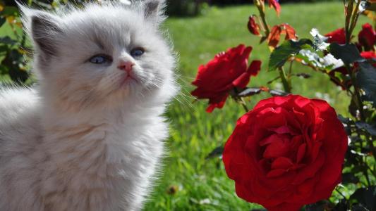嗅到玫瑰壁纸的白色小猫