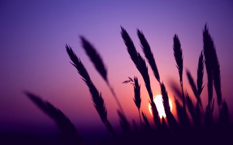晚上，日落，紫色的天空，草剪影壁纸