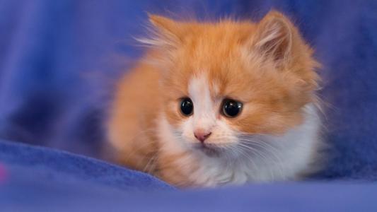 小猫，专心观看，背景图片，可爱的动物壁纸