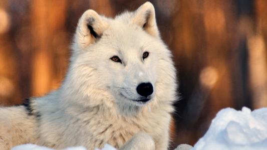 可爱的白狼在雪壁纸