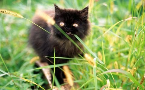一只小黑猫在灌木丛中的壁纸
