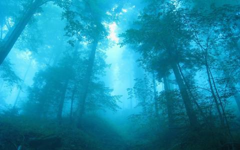 蓝雾森林壁纸