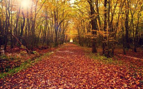 秋天的森林，树木，黄色的树叶，小路壁纸