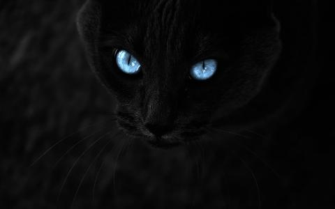 猫眼黑色高清壁纸