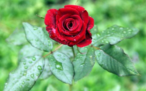 一朵红色的玫瑰花，绿叶，水滴壁纸