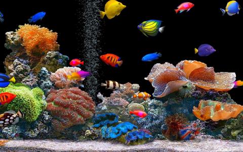 多彩的热带鱼壁纸