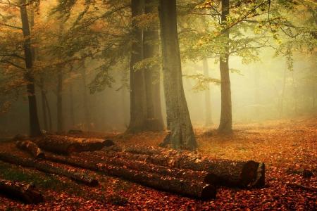 雾，森林，性质，秋天，叶子，景观，树干，早上的壁纸