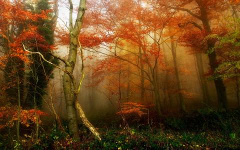 森林，雾，党支部，草，秋天，叶子，神秘壁纸