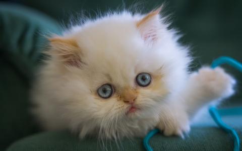 白色小猫，毛茸茸的蓝眼睛壁纸