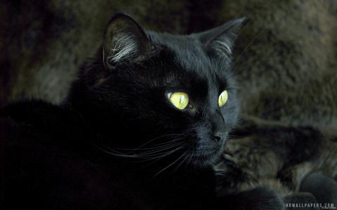 黑猫与棕色的眼睛壁纸