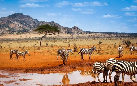 肯尼亚狩猎，斑马，水，蓝天壁纸