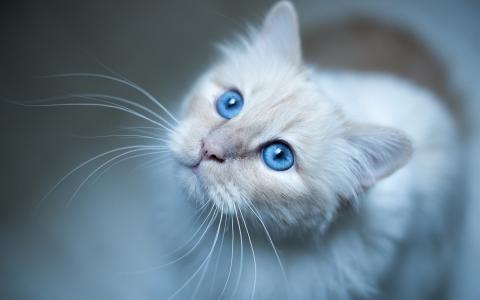 缅甸的猫，蓝色的眼睛，白色的小猫壁纸