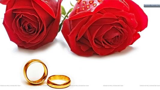 与金婚圆环的红玫瑰。