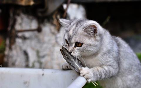可爱的猫玩壁纸