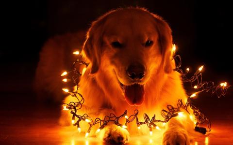 狗圣诞灯新年壁纸