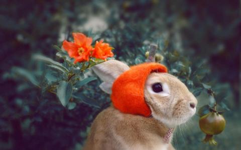 历史上，森兔，可爱，草地，Daileng，萌，鲜花，兔子壁纸