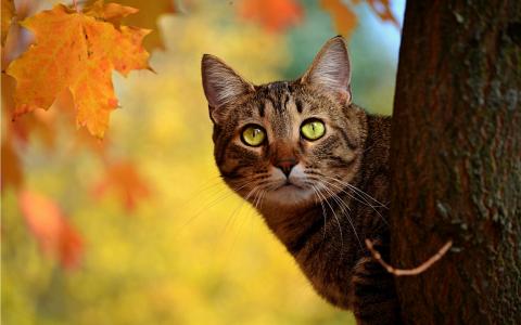 秋天的猫偷窥，黄色的叶子壁纸