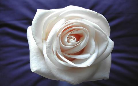 白玫瑰宽屏高清壁纸