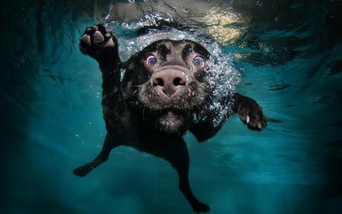 有趣的狗潜水壁纸