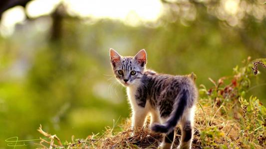 草地上的小猫壁纸