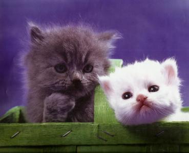 一只灰色小猫在篮子墙纸的一只白色小猫