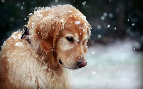 冬日金毛寻回犬，可爱狗狗，雪地壁纸