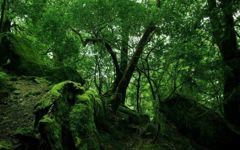 丛林，木材，绿色，苔藓，藤本植物，灌木壁纸