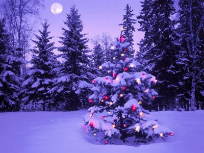 木材，新年，圣诞节，毛皮树，火，花环，雪，冬天，天空，月亮，晚上壁纸