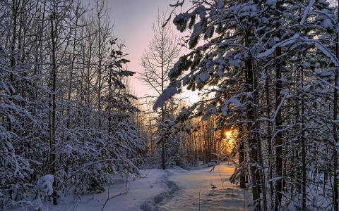 冬天，森林，厚厚的积雪，树木，日落壁纸