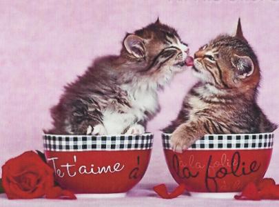 两只小猫在一个装有玫瑰花壁纸的杯子里接吻