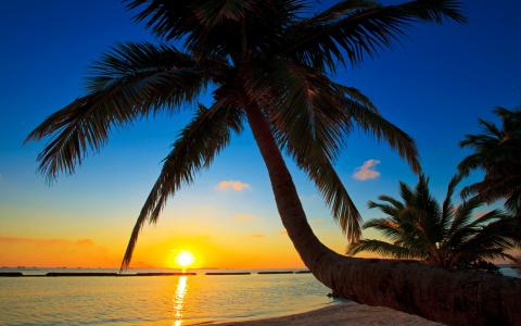 Palma，马尔代夫，夕阳，大海，沙滩，棕榈树壁纸
