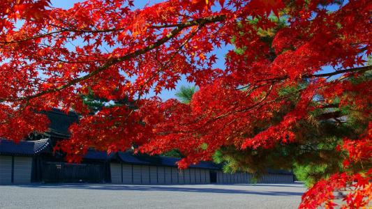 红树，日本壁纸