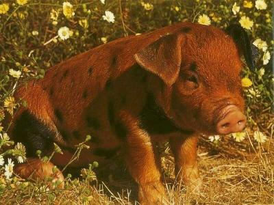 棕色的小猪动物的眉头场花猪坐高清壁纸