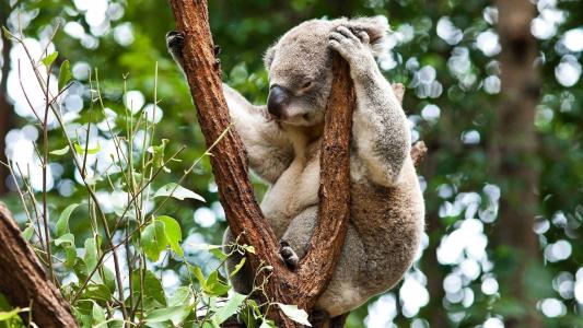 澳大利亚考拉睡在树上，食草动物，森林壁纸