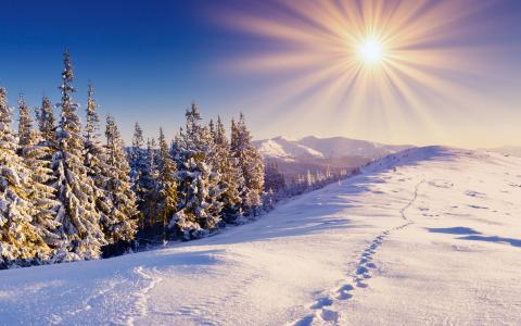 冬天，雪，森林，小径，山，天空，太阳壁纸