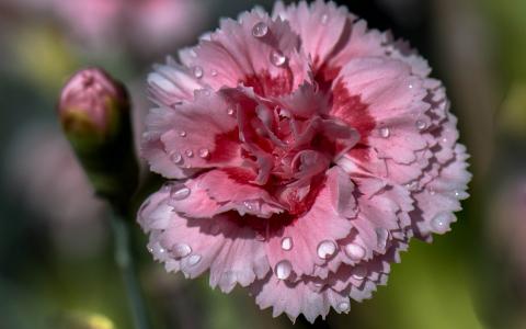 粉红康乃馨，花瓣，露珠壁纸