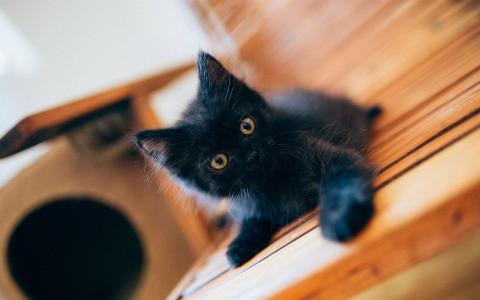 可爱的黑色小猫壁纸
