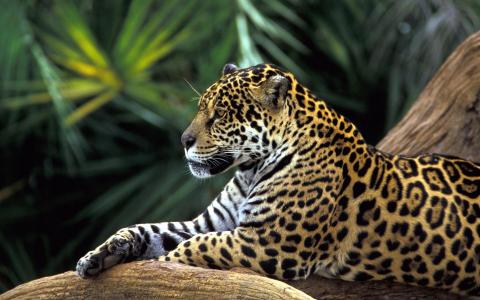 捷豹在亚马逊雨林壁纸
