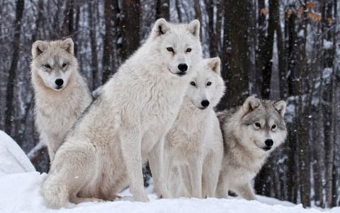狼家族，大自然，冬季壁纸