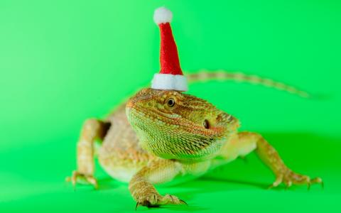 胡子的龙蜥蜴绿色圣诞高清壁纸