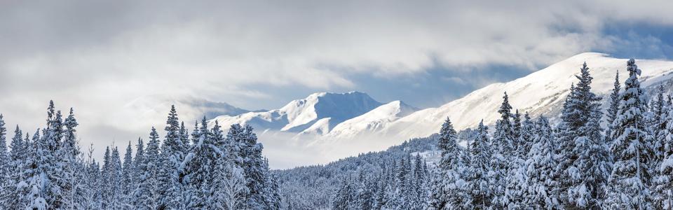 基奈山脉，树木，厚厚的积雪，Chugach国家森林，阿拉斯加美国壁纸