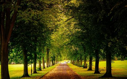 谢菲尔德，英格兰，公园，树路，秋天，黄叶壁纸